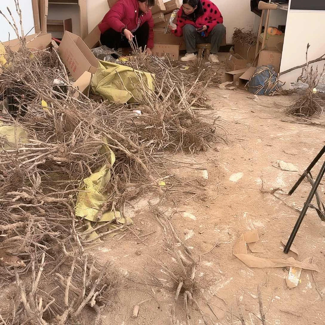 完全开放25小苗子1111111111