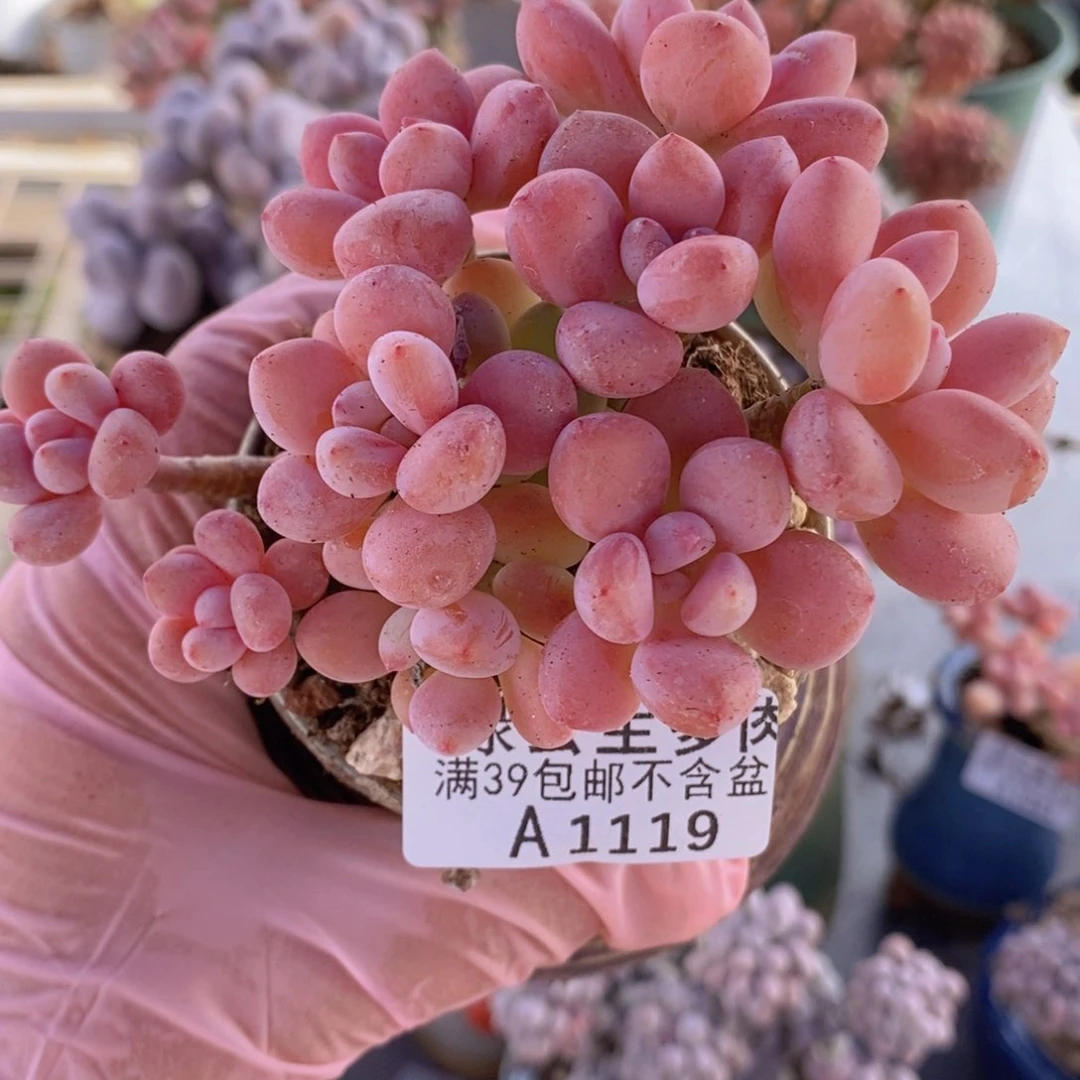 樱花洛神8cm119多肉植物