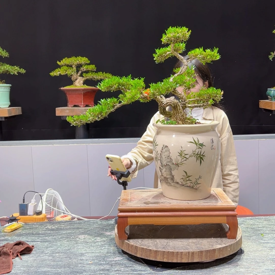 绿植黄杨盆景盆景