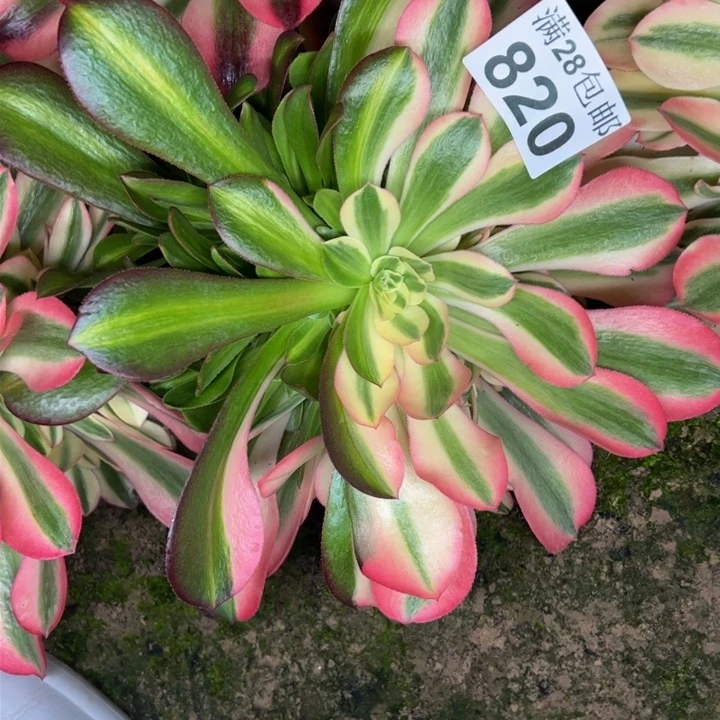 南粉女郎多肉植物