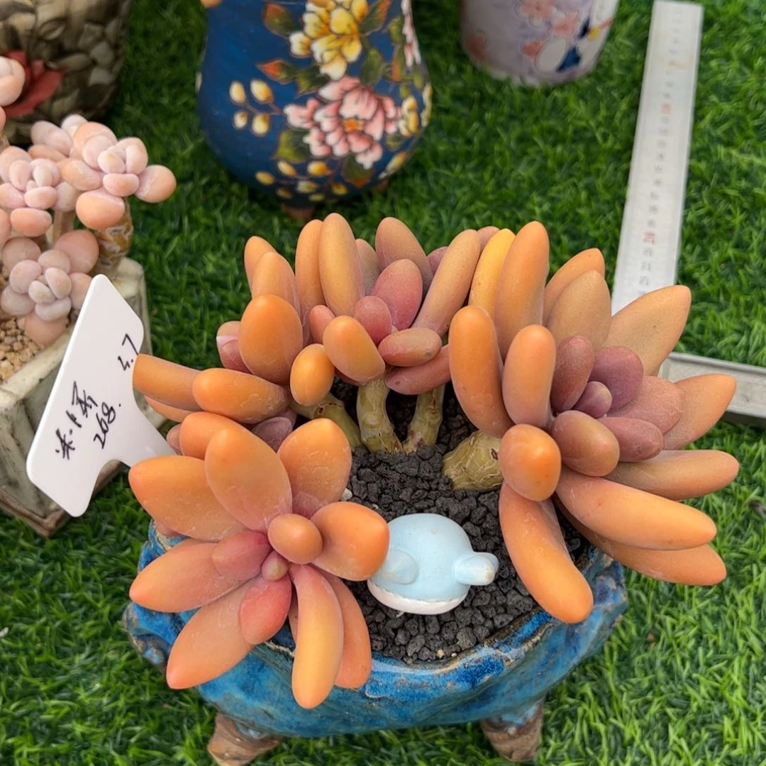 张张精品多肉糖果