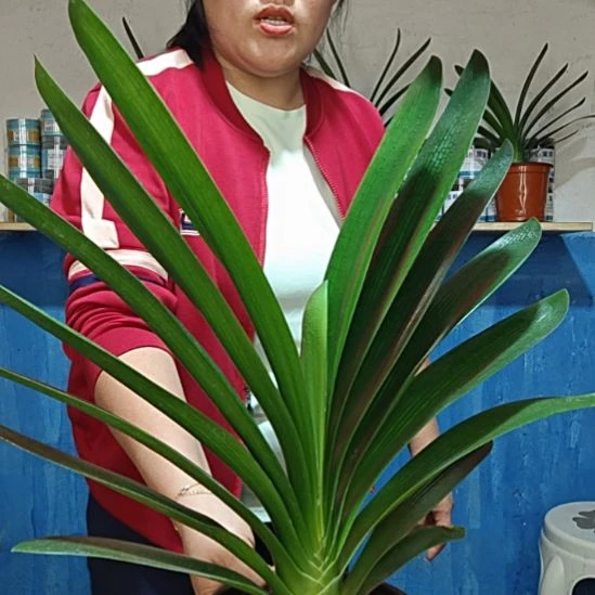 无花朵东果先生     49