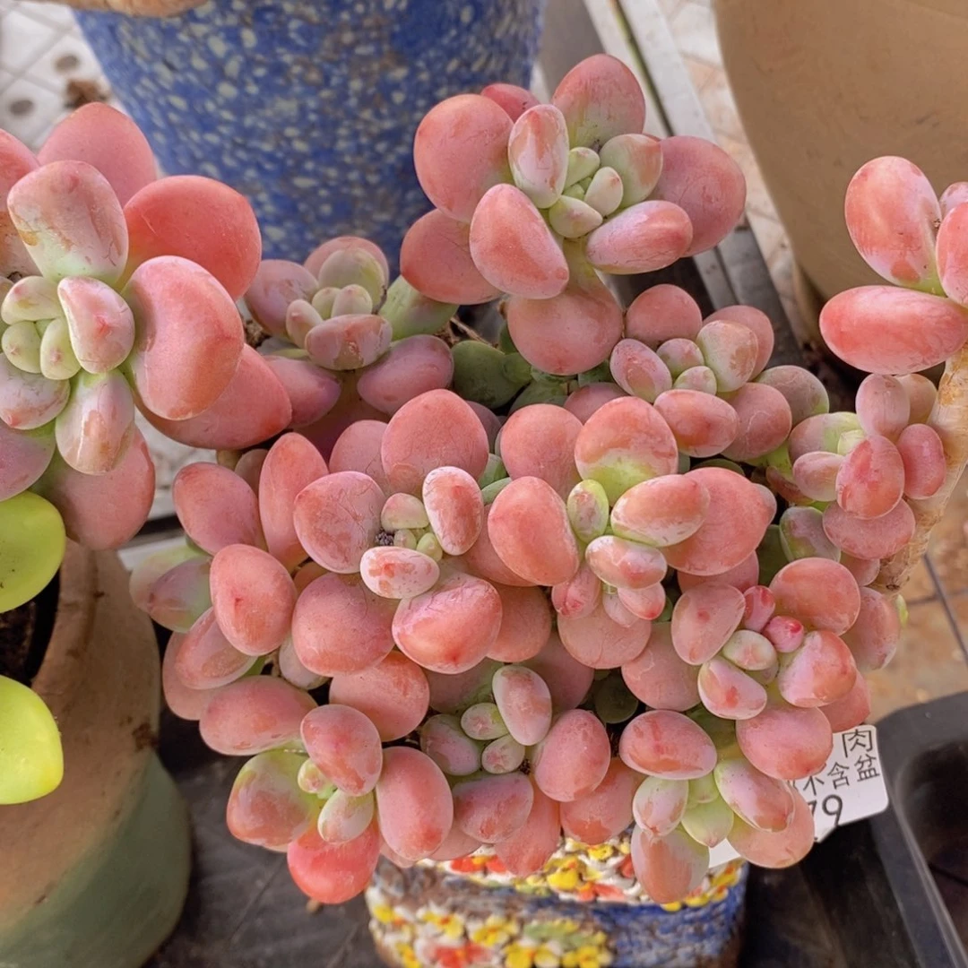 樱花洛神16cm079多肉