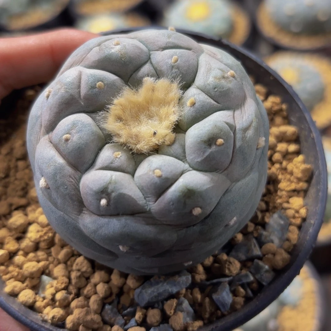 Ggggg516螺旋g g g