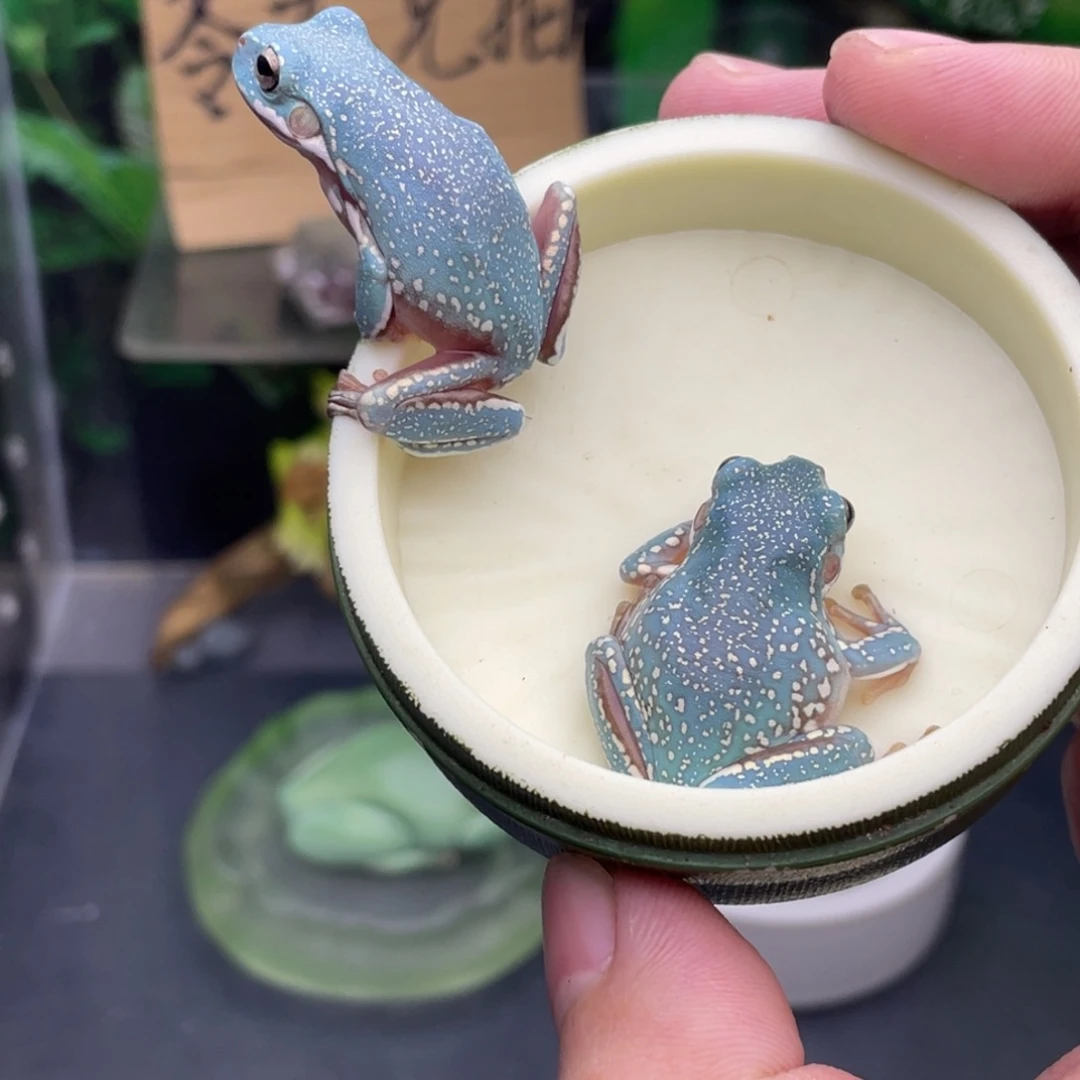 *****老爷树蛙2只蓝暴雪