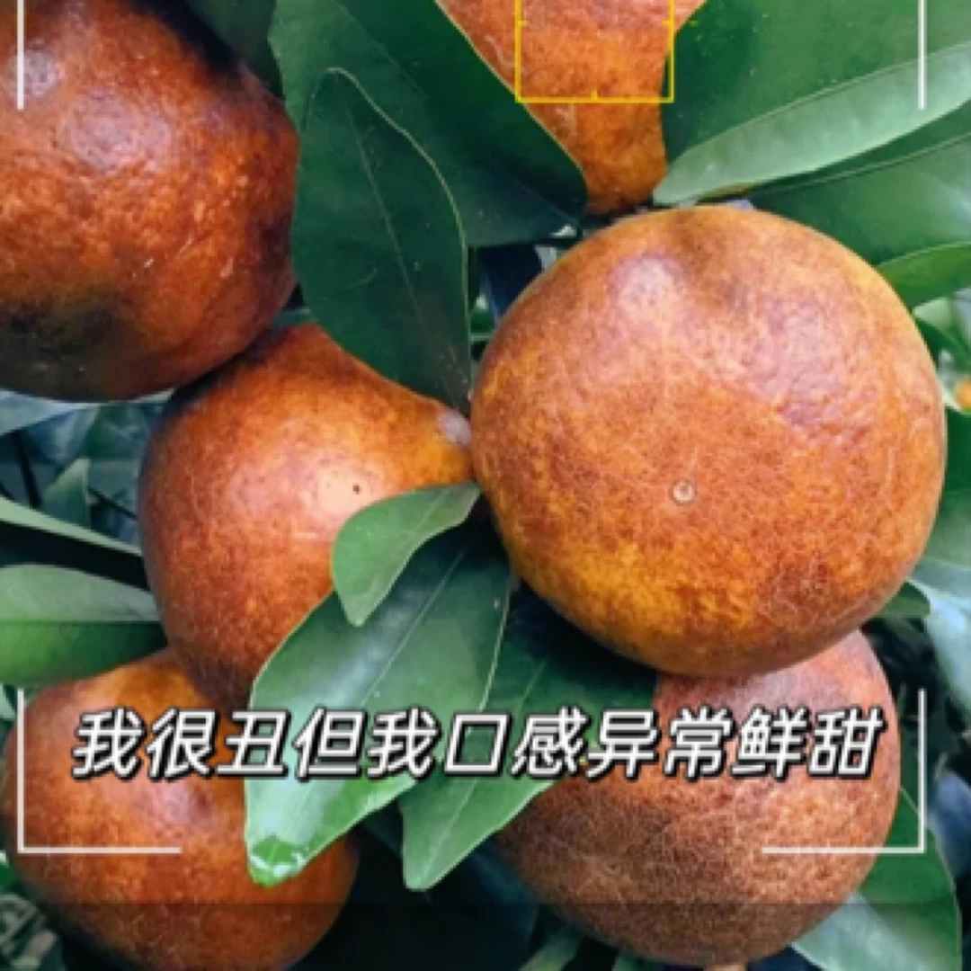 广西乌柑沃柑4.8-5斤不是每个都那么脏柑橘内蒙古自治区包头市
