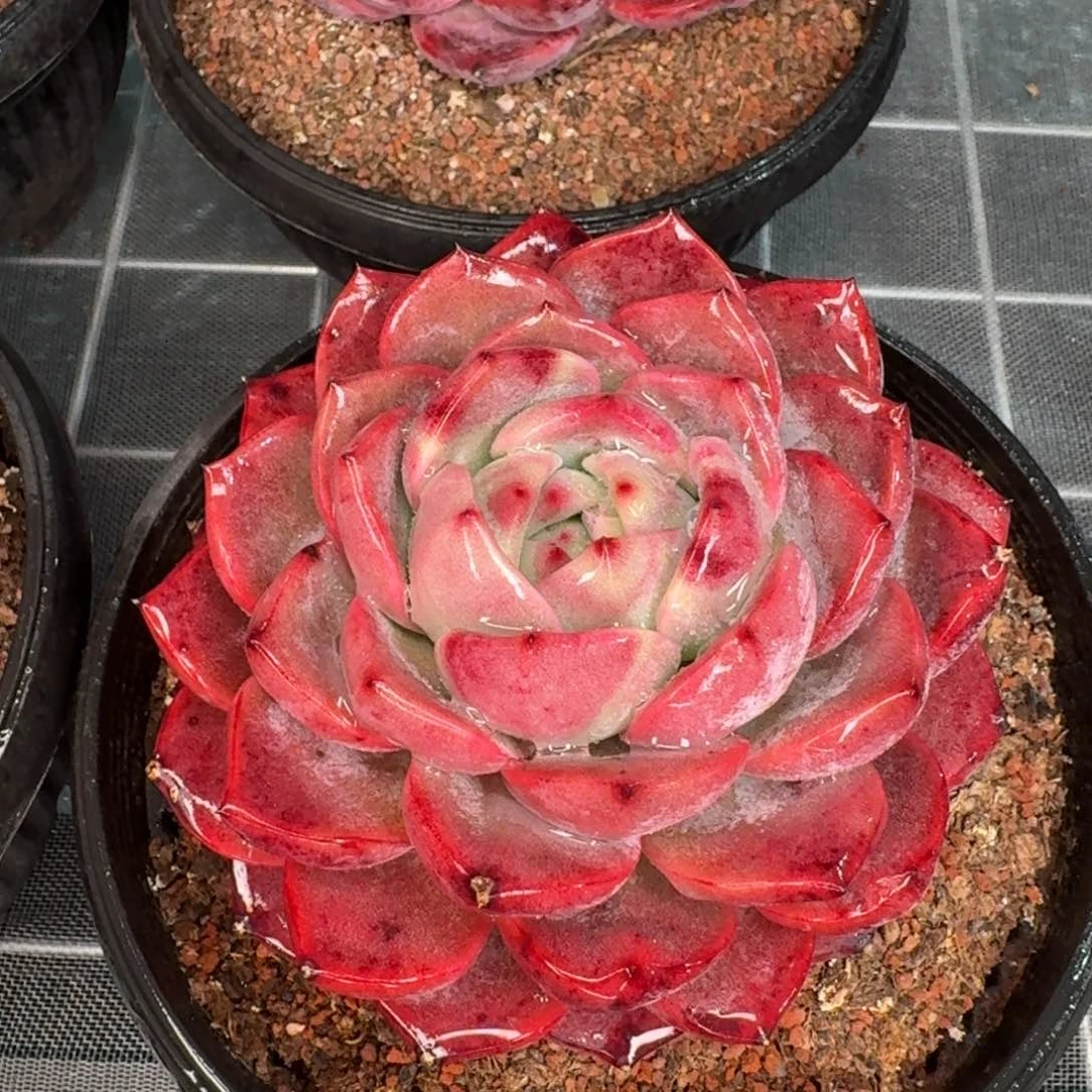 从前慢花园精选新品