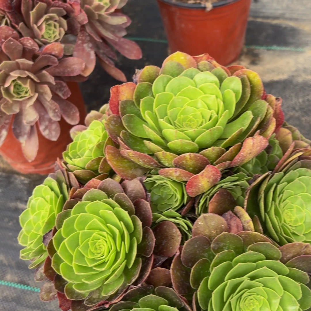 无花朵650多肉植物捧花的