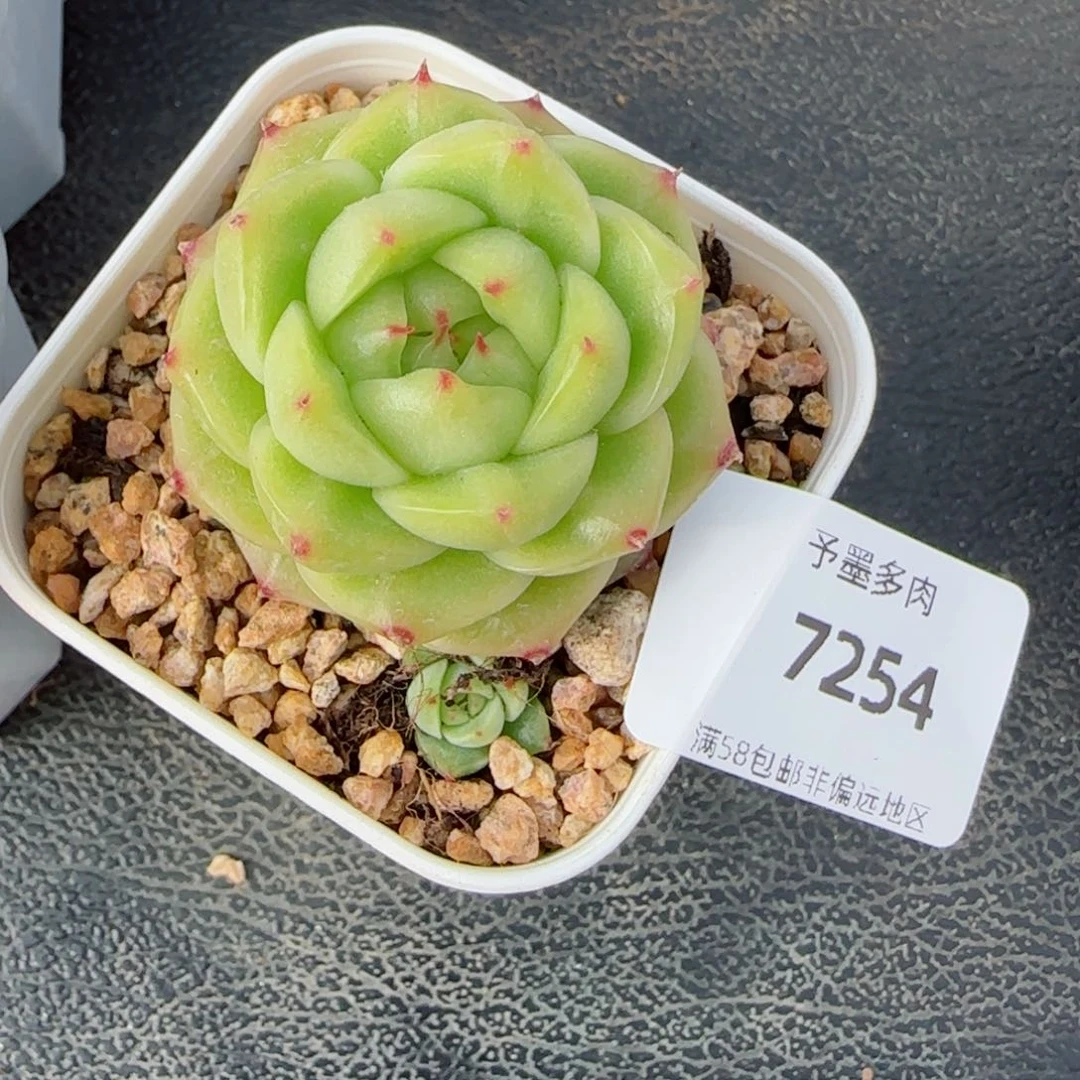 迷雾珍妮，7254多肉植物