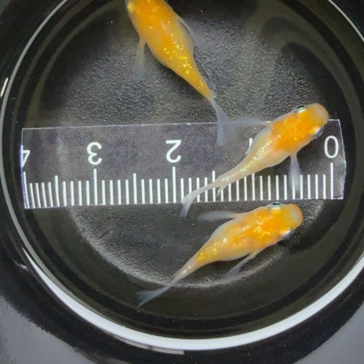 青鳉鱼王华球球3号