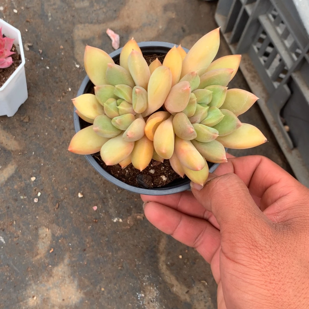 那好你在干什么你还说