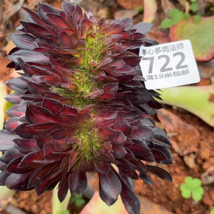 722墨颜缀掌心多肉法师锦不包侧枝断枝的？