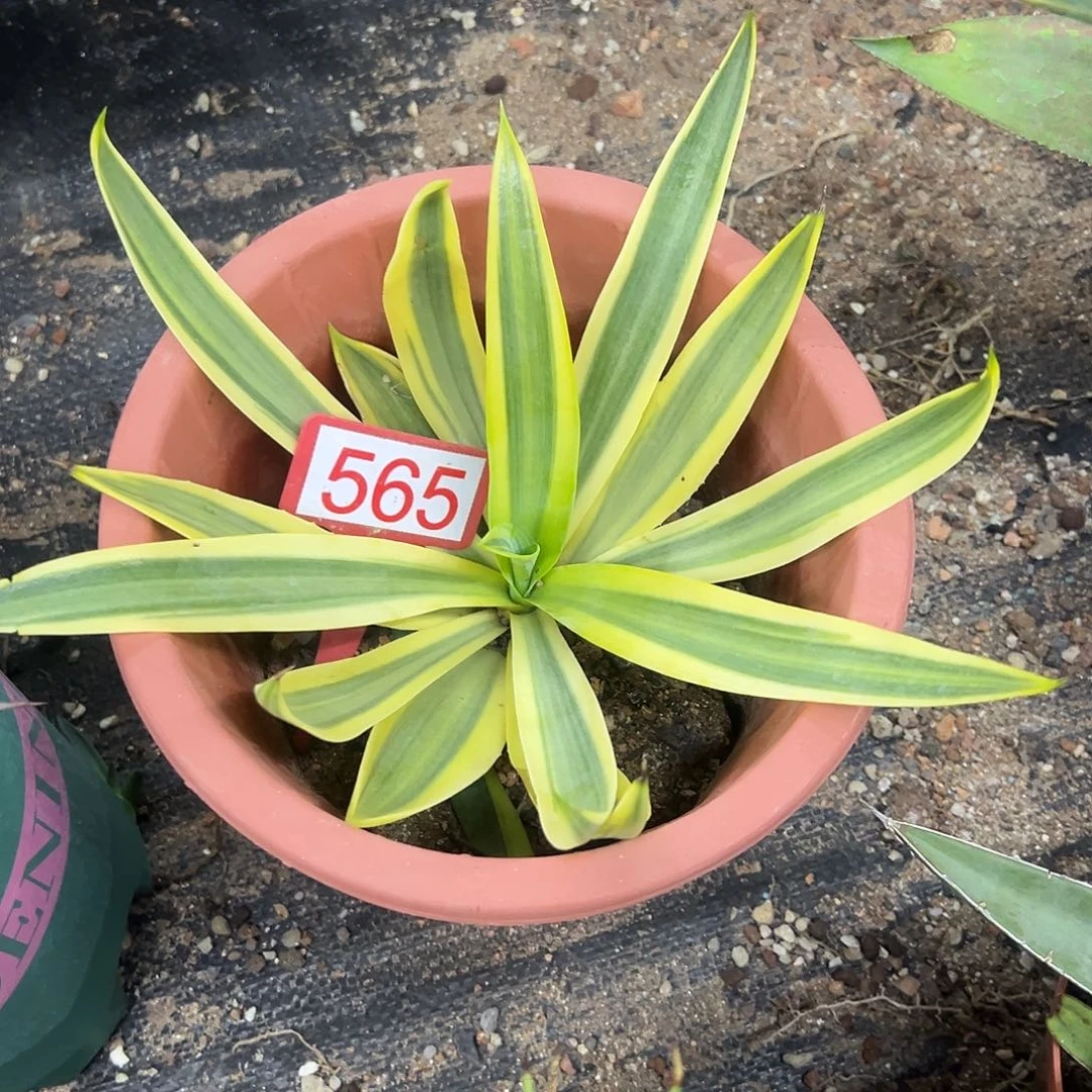 鹦鹉嘴糊斑锦龙舌兰