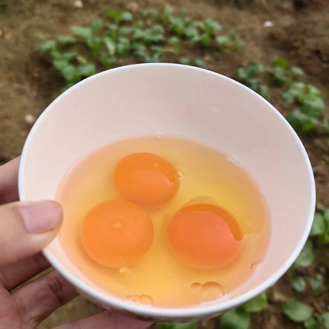 高海拔北纬31°的原生态鸡蛋