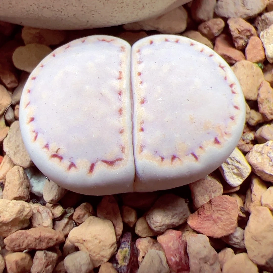 112 87优秀的肉肉