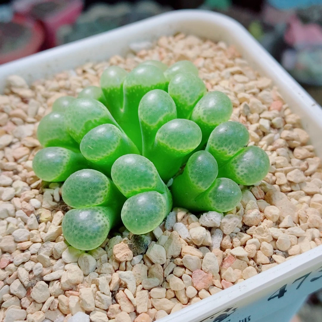 生石花花花哈哈哈哈哈哈473