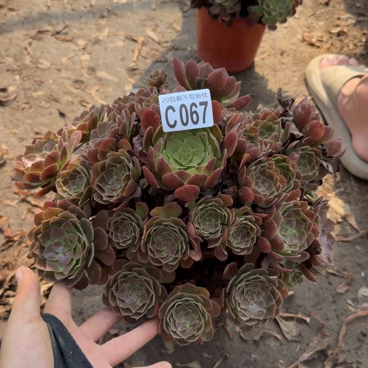 赤焰莲……多肉植物……