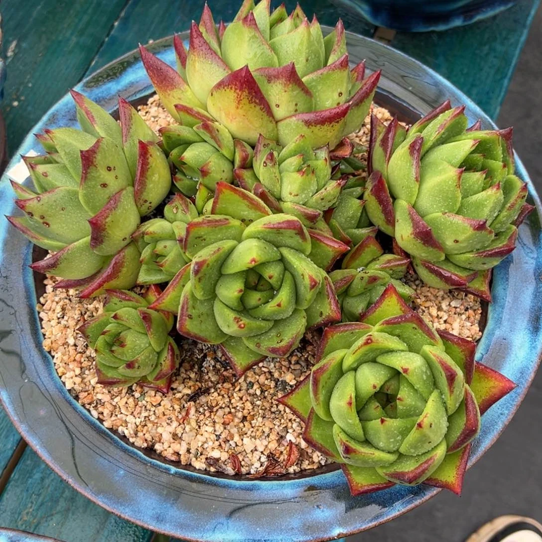 从前慢多肉精选编号0726.55555