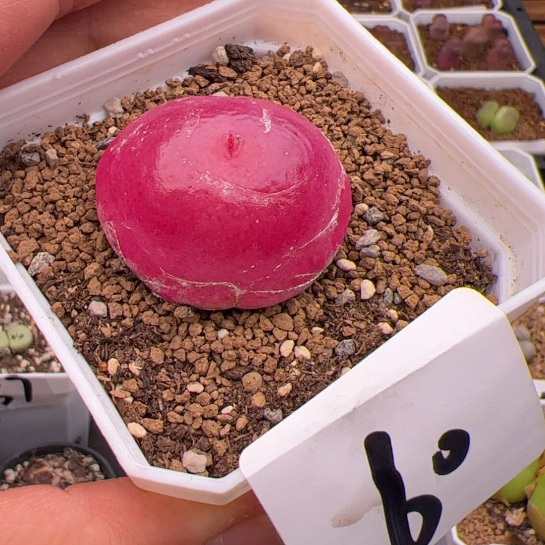 6.18大灯泡多肉植物60