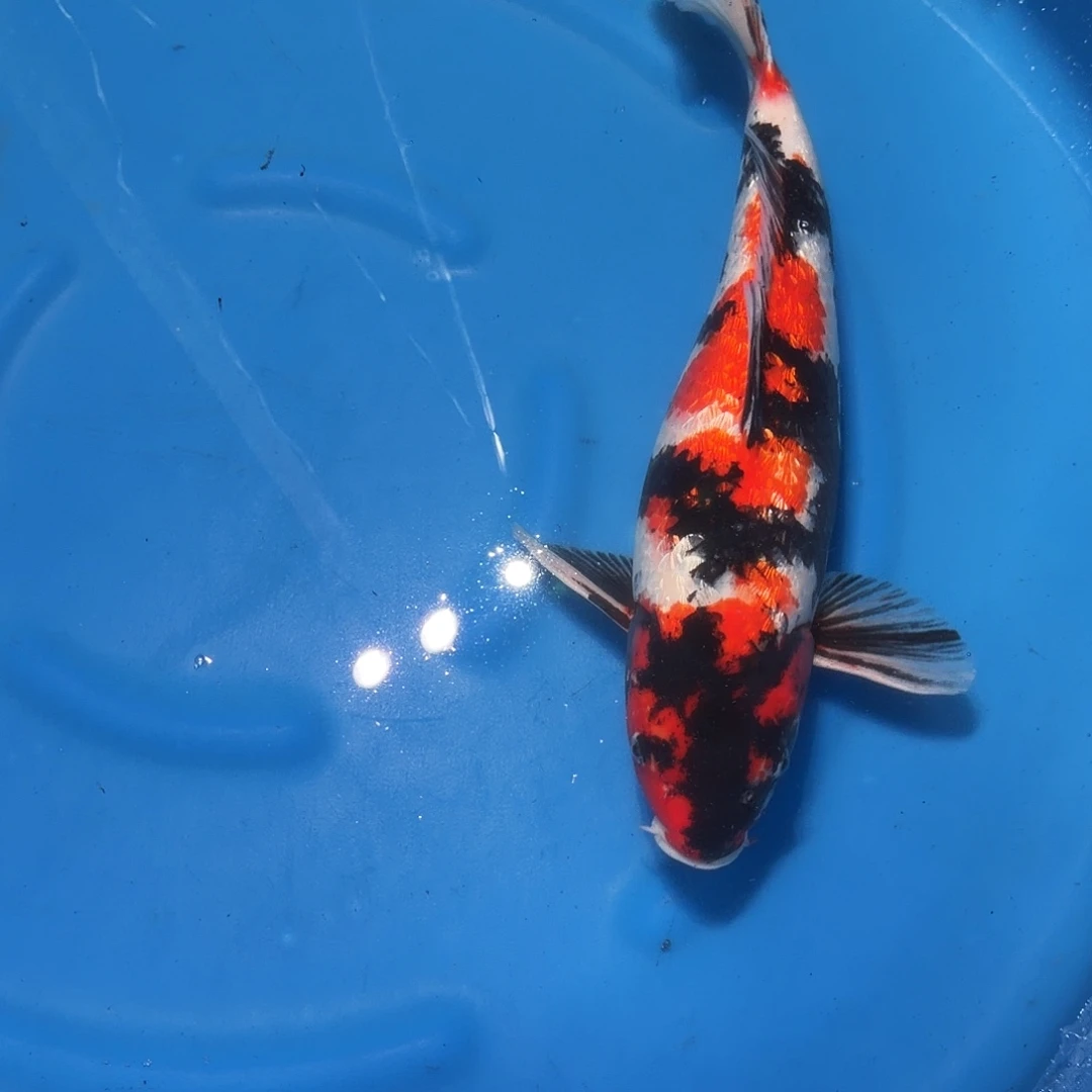 锦鲤昭和专拍链接