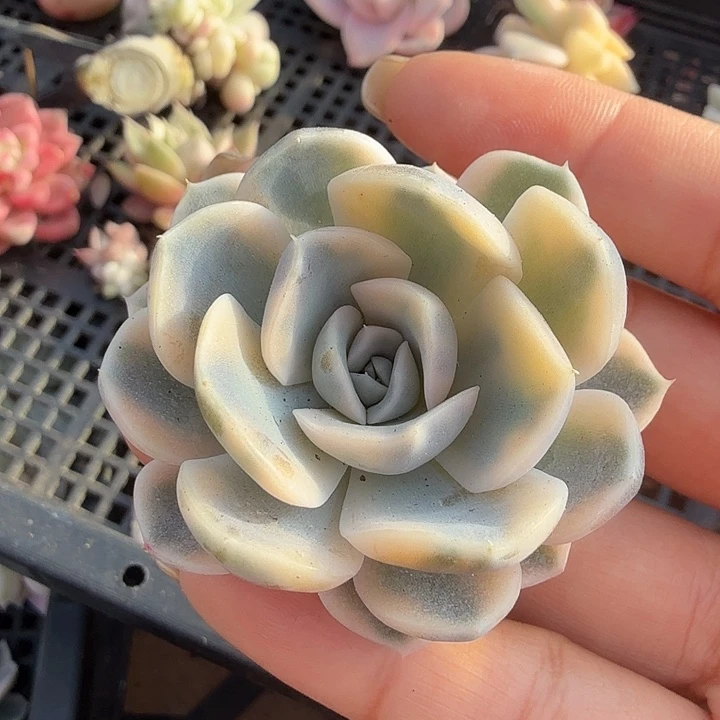 开播福利 汉堡锦无替品