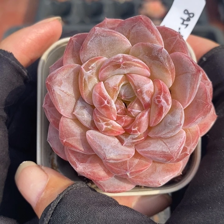 1214-568，粉魄多肉