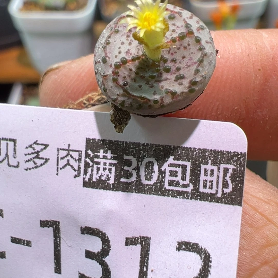 多肉植物1111111111111