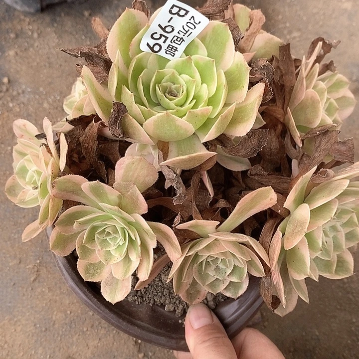 959云荷多肉植物福利