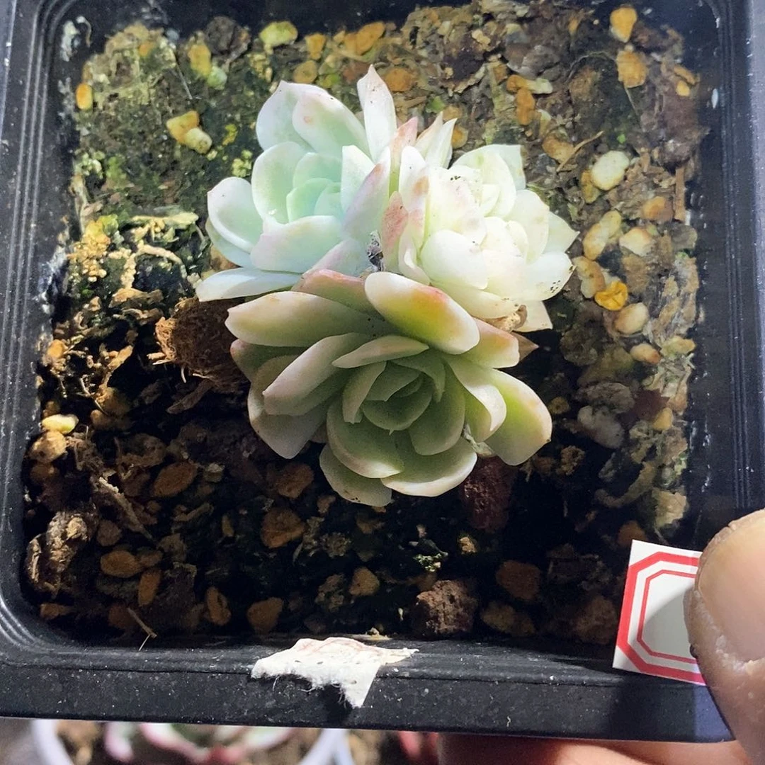 A855精美多肉贝瑞覆轮锦群