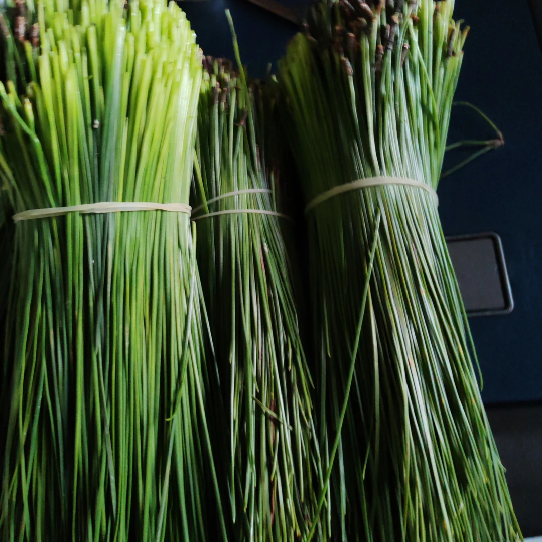 松针新鲜采摘无污染野生马尾松