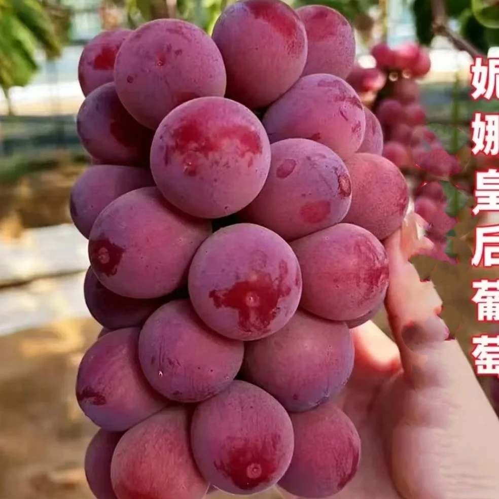 妮娜皇后葡萄苗无籽（裸根苗） نىنا خانىش ئۈزۈم 新疆发货包邮
