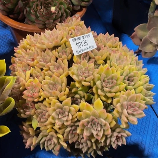 雅*璀璨90135多肉