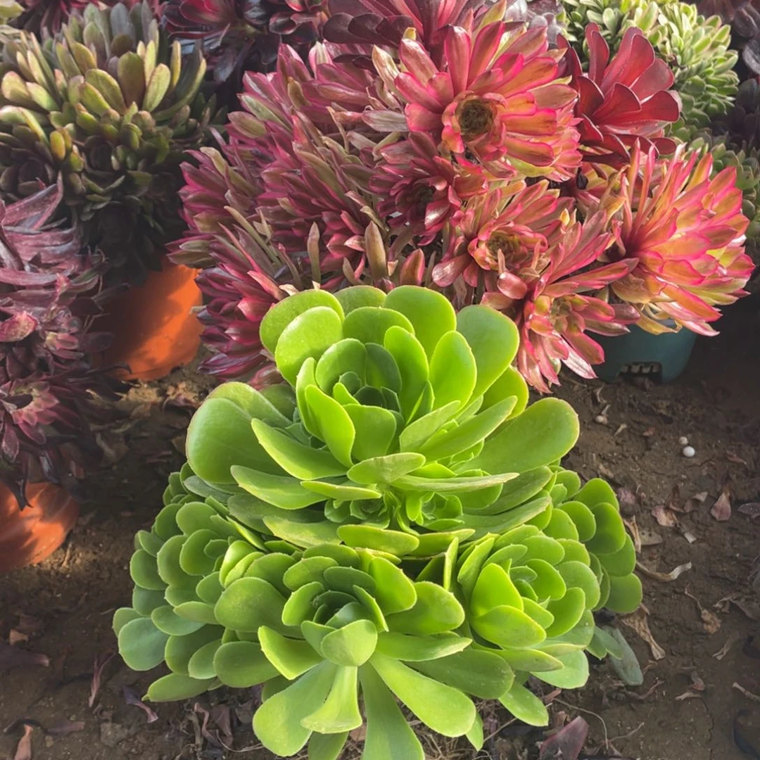 绿杨蓉多肉法师断枝不包