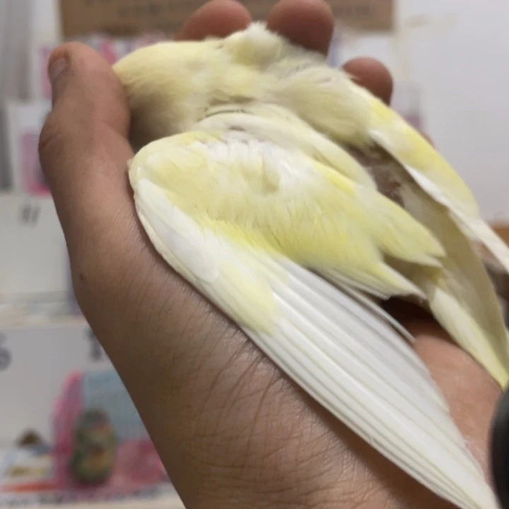 虎皮鹦鹉公****牡丹