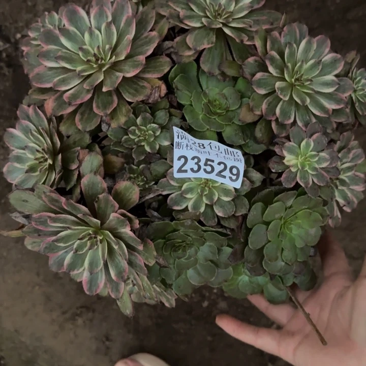 23529紫霞多肉植物