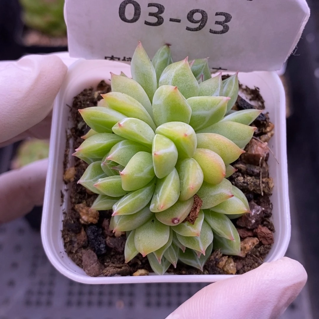 【闪购商品】03-93