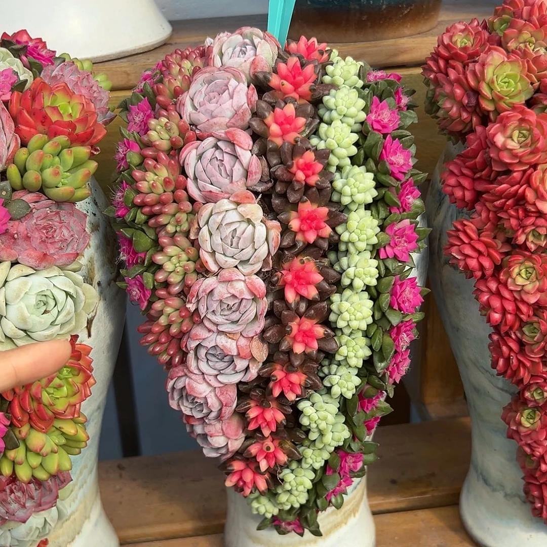 010流水瀑布多肉组合花园