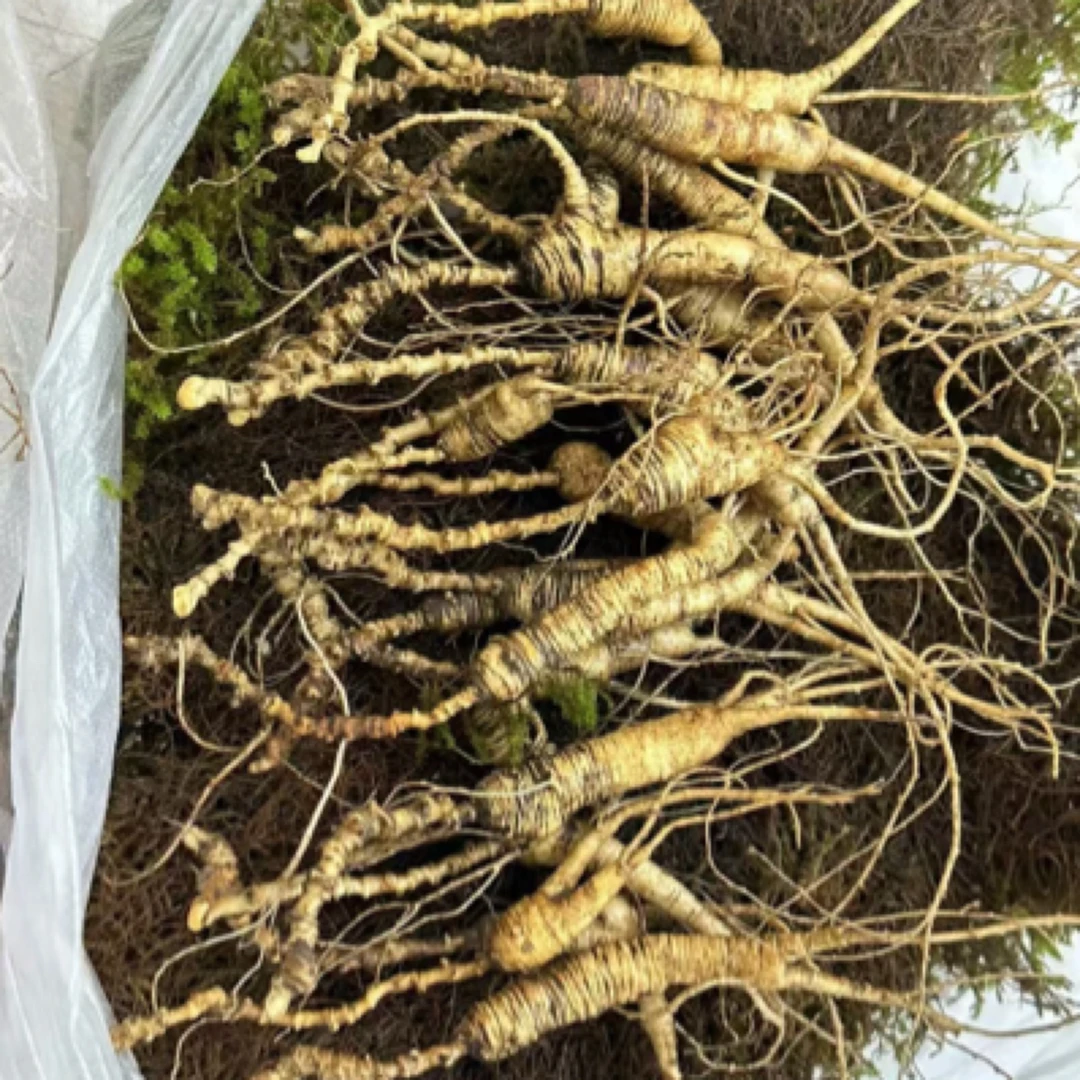 长白山新鲜人参滋补佳品煲汤泡酒东北特产临时改价链接林下参