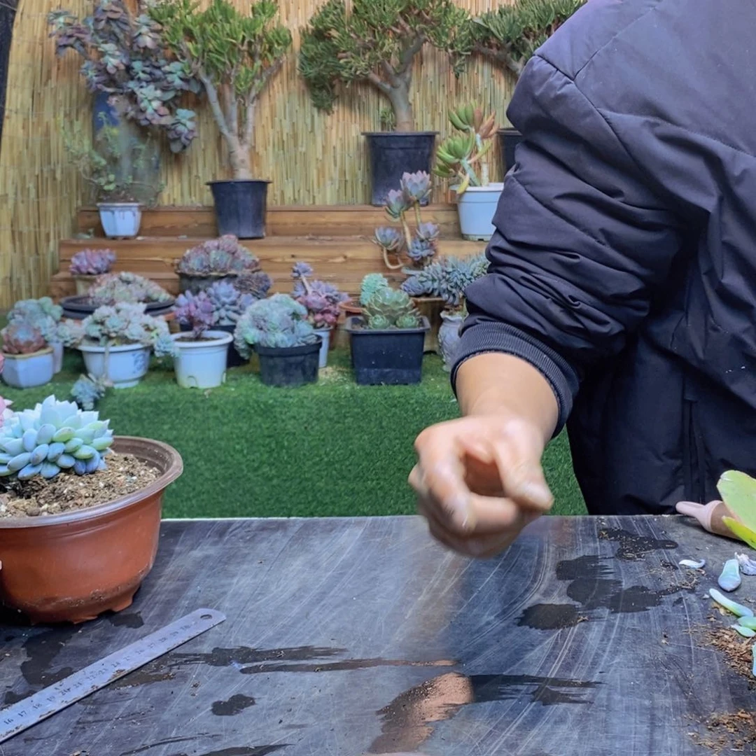 笼***?35号星影缀化