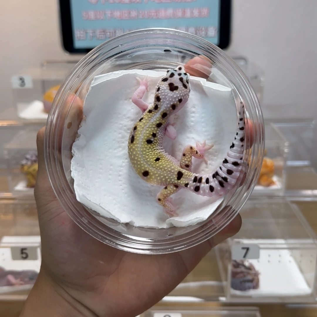 豹纹守宫白黄雪花妹妹