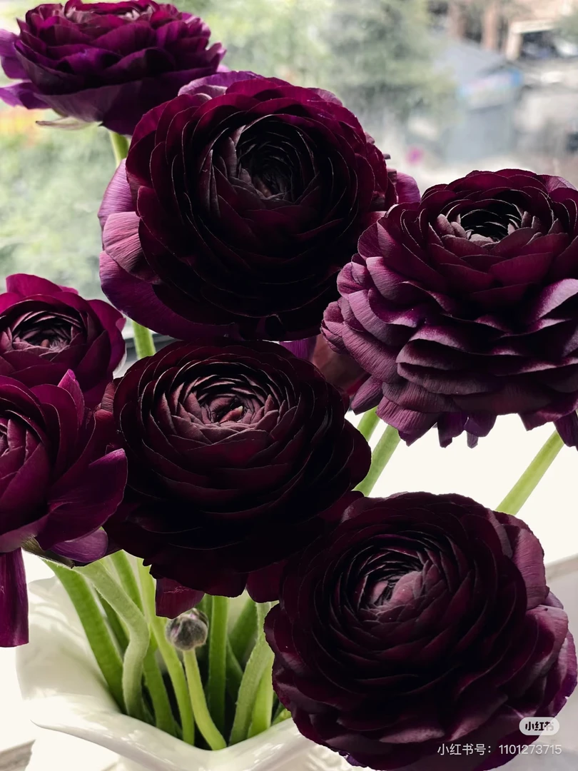 【花甜悦夏优选】小黑人洋牡丹（百分之十不售后3个冷链4个空运）