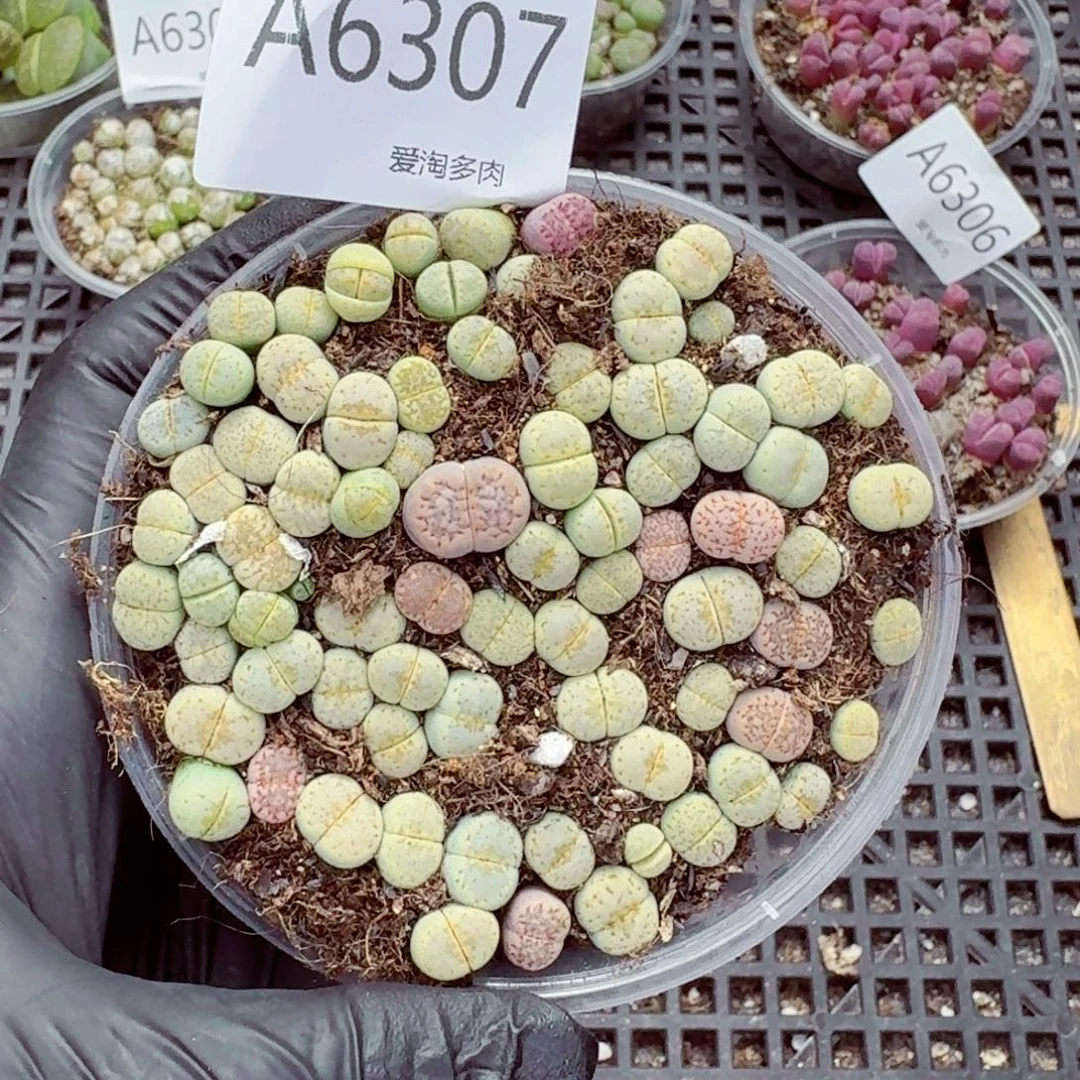 6307–生石花 生石花