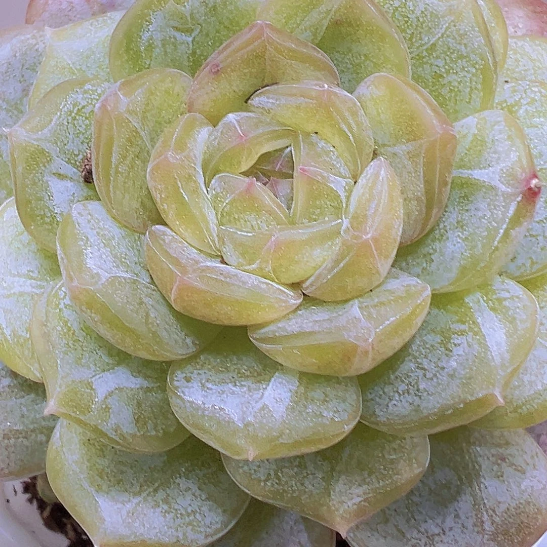 大单头白恋19包邮多肉植物