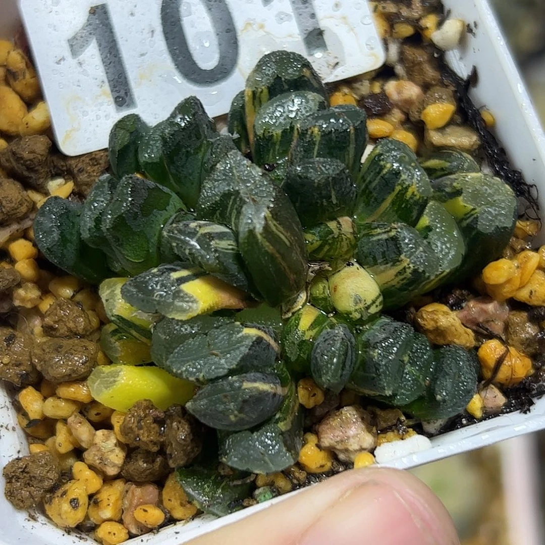 清万象群锦十二卷多肉