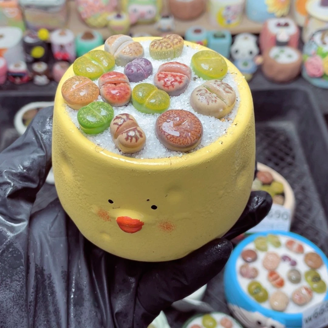 w6696 带盆土发货-零下地区拍保温箱