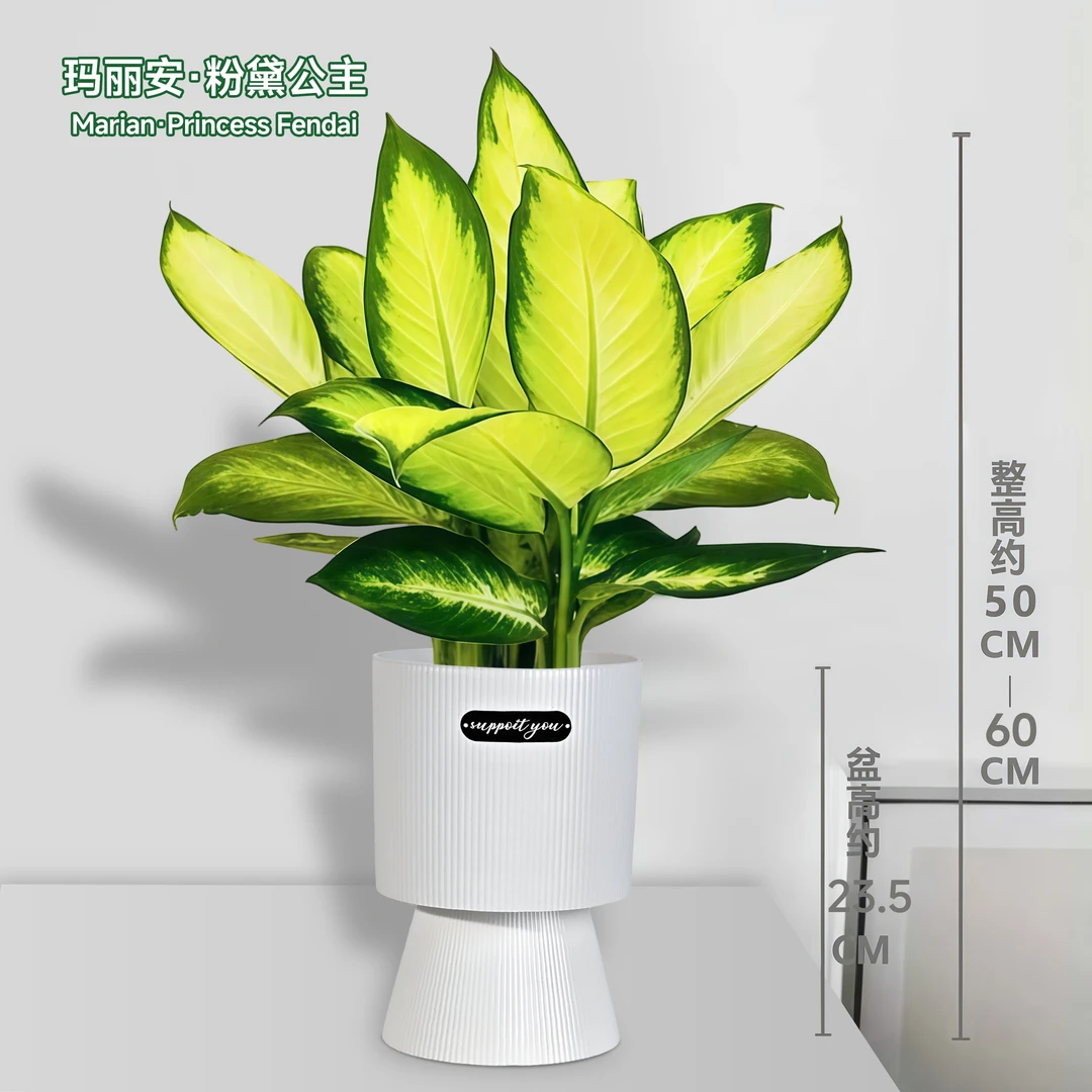 【基地种好直发】连盆3株玛丽安万年青50-60cm净化空气好养新手绿植