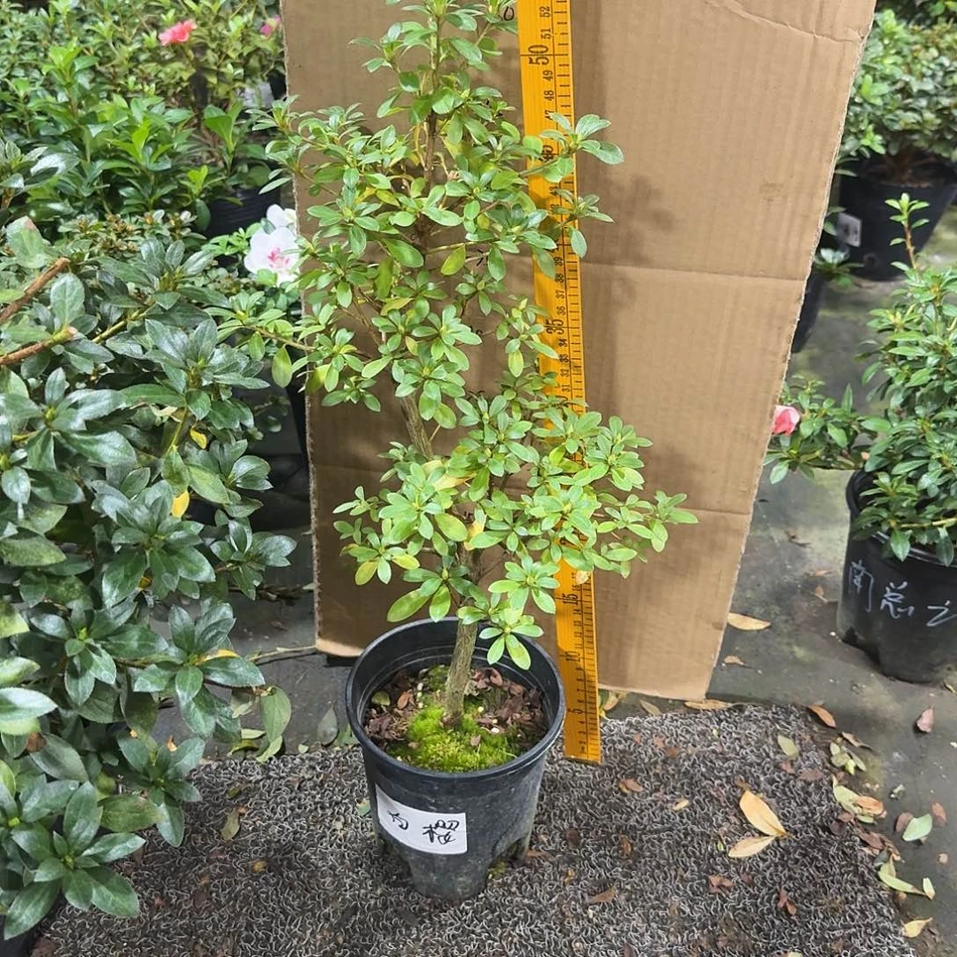 三***湖完全开放白樱杜鹃花