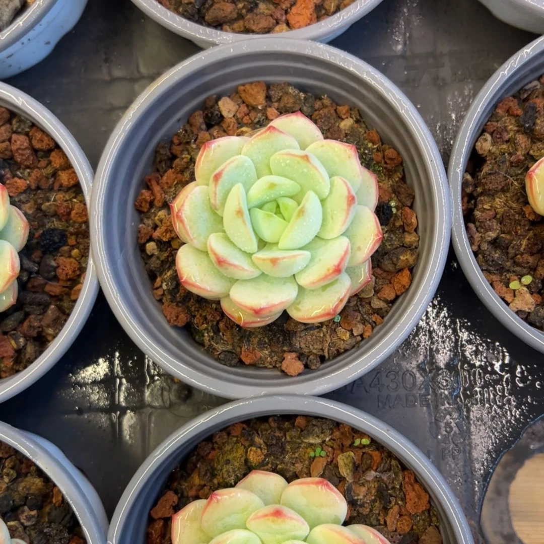 团 香草 单头  随机发