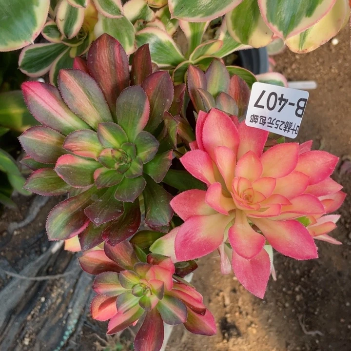 407绍七彩拉丝嫁接有砍多肉1，12345678