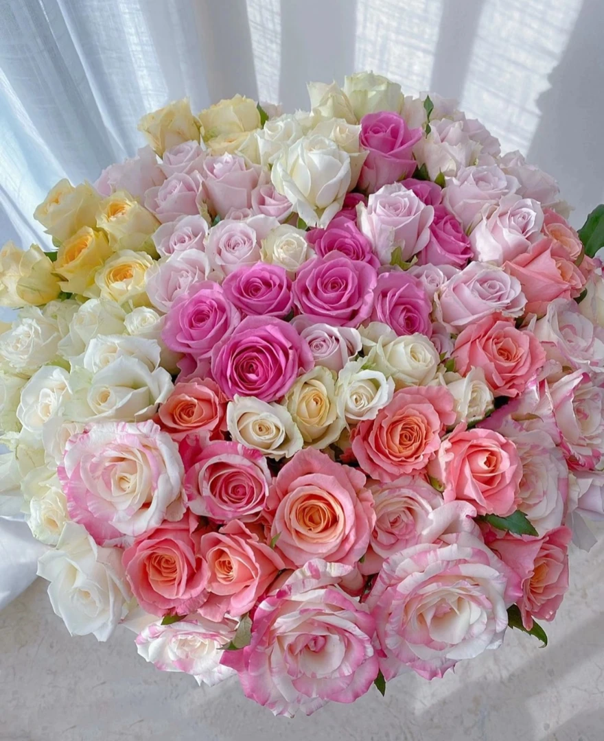 【全场玫瑰 2单包邮】水培鲜切花 云南基地直发